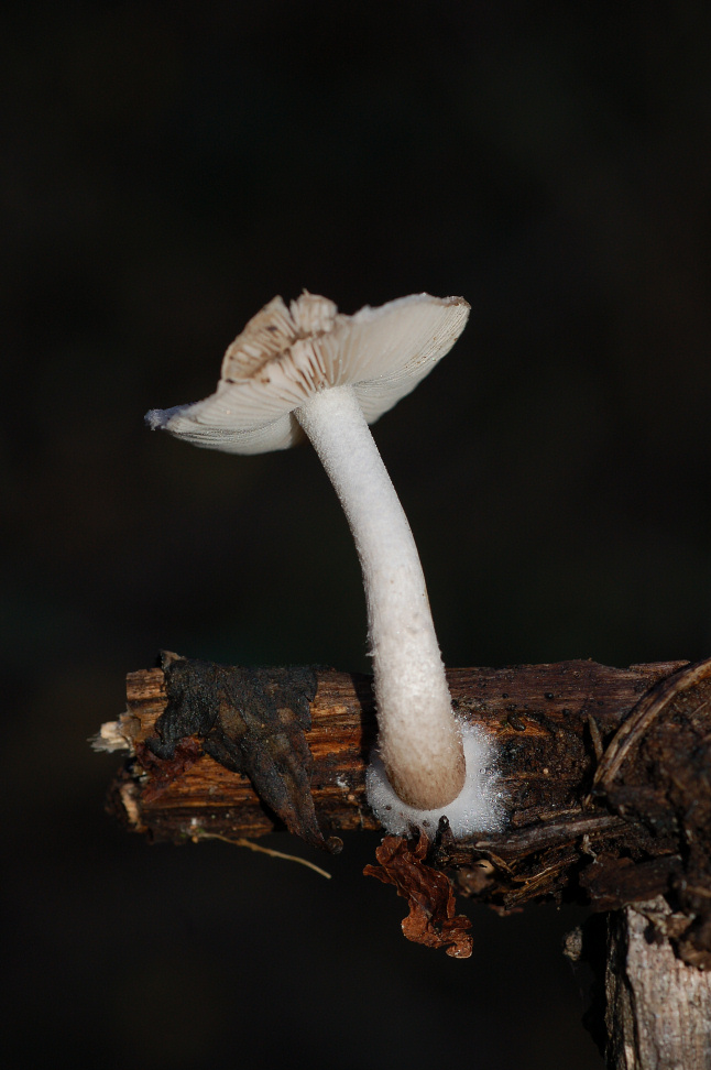 Su rametto di latifoglie (cfr. Hydropus sp.)